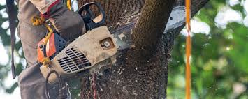 Best Soil Testing and Treatment  in East Glenville, NY