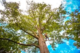 Best Weed Control  in East Glenville, NY