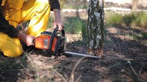 Best Emergency Tree Removal  in East Glenville, NY