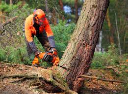Trusted East Glenville, NY Tree Care Experts