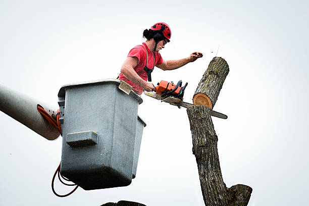 Best Hazardous Tree Removal  in East Glenville, NY