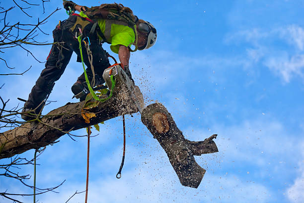 Tree and Shrub Care in East Glenville, NY