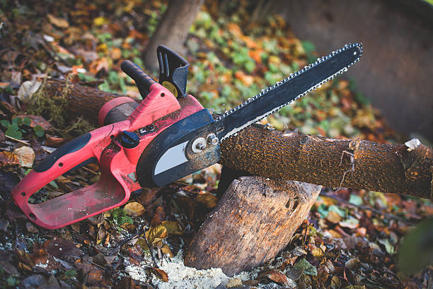 How Our Tree Care Process Works  in  East Glenville, NY